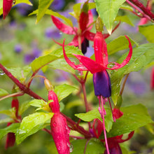 PLANTS