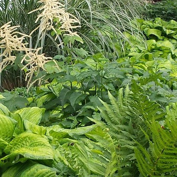 Green Gardenscaping, textural planting