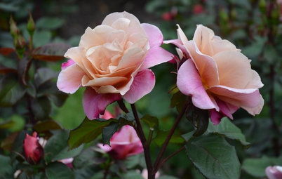 What Kind of Roses Should You Grow?
