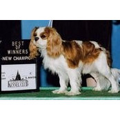 Foto von Kingston Cavaliers