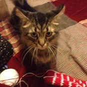 Amy Lozon-Barlett's photo