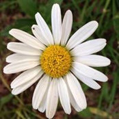 Foto de Joellen Freeman