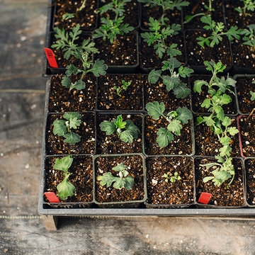 Cut Flower Garden book