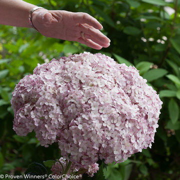 What's New & Hot 2016 | Incrediball Blush Hydrangea.