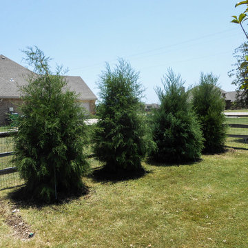 Row of Eastern Red Cedar Trees along fence