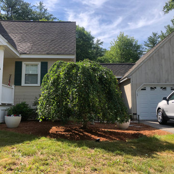 weeping cherry tree prunning