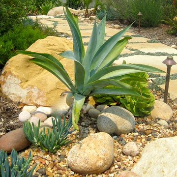 Succulents