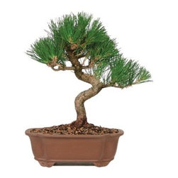 Japanese Black Pine Outdoor Bonsai Tree - Area Rugs