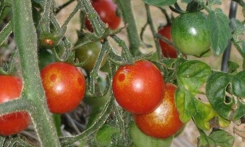 Strange yellow spots on aerogarden tomatoes