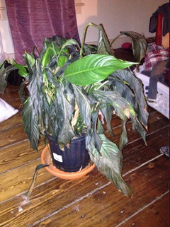 Peace Lily Help | Houzz Forum