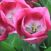 Linda Borrow's photo
