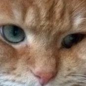 Foto von Кот Сибирский