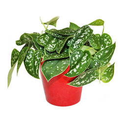 Exotic Angel Plants Silver Philo In Dallas Red Ceramic Pot - Area Rugs