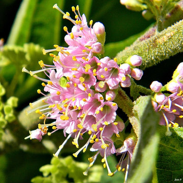American beautyberry (Callicarpa americana)