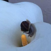 Julie Cassara's photo