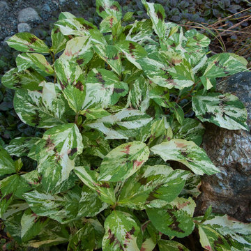 Great Design Plants