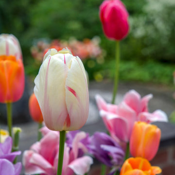 Floral Photography