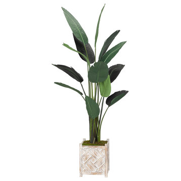 Traveller Palm Tree, Square Wooden Planter