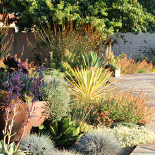 dry garden inspo