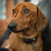 Chester's Mums billede