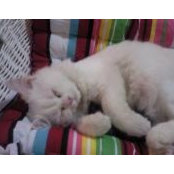 Noufa Alkhlifa's photo