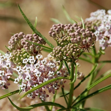 Narrow leaf milkweed