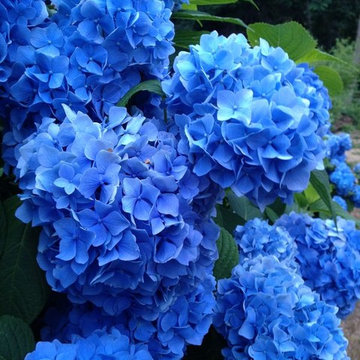 Hydrangea Festival Contest