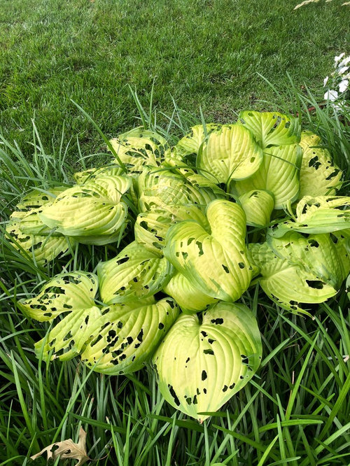 Snails or slugs eating my hostas