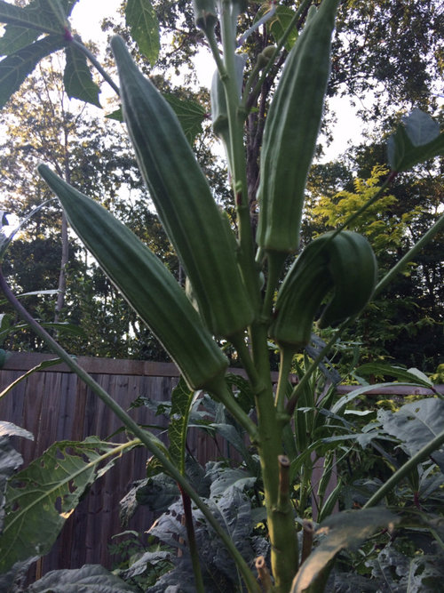 Okra grown too big Okra grown too big