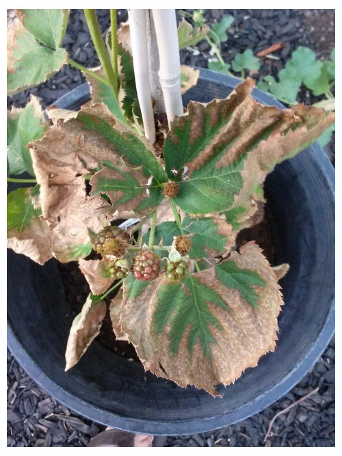blackberry leaves browning and fruit drying out before ripening