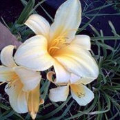 Sheryl Stryker's photo
