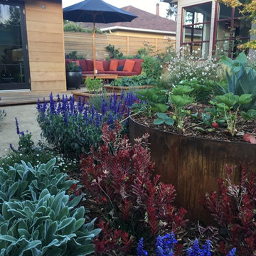 Modern Californian Edible Landscape