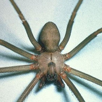 Pittsburgh Exterminator - Spectrum Pest Control (412) 532-1380