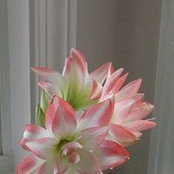 Loretta Lawson's photo