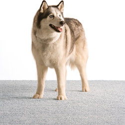 Lee's Carpet Pet Safe - Flooring