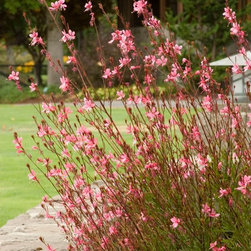 Pink Cloud Gaura - Plants
