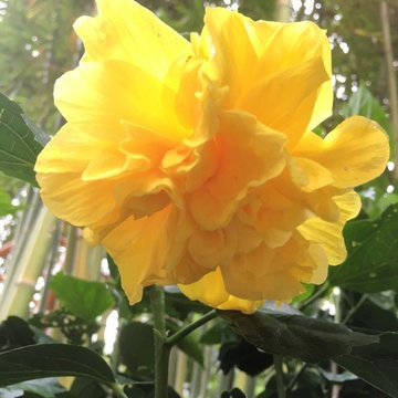 Garden photos