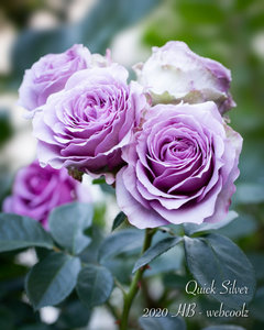 Quick Silver, another perfect rose in my garden | Houzz Forum