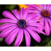 Deanna Lorusso's photo