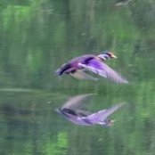 David PEavy's photo