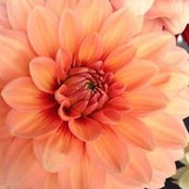 Amy Worrell's photo