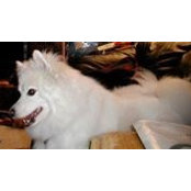 K. Sokol's photo