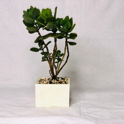 Concrete decor product - Products