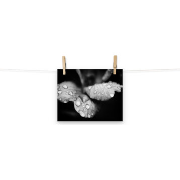 Raindrops on Wild Rose Black and White Floral Unframed Wall Art Print, 8" X 10"