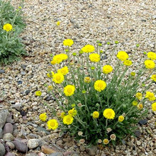 Landscape Ideas