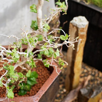 Zen Garden and Asian Inspired Landscape Plants