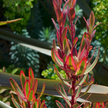Water wise Leucadendron Jester with Euphorbia wulfenii backdrop