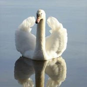 Debbie Morffew's photo