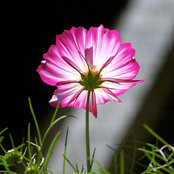Susie Middleton's photo