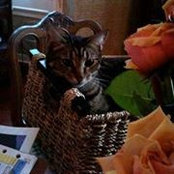 Sue Gibson's photo